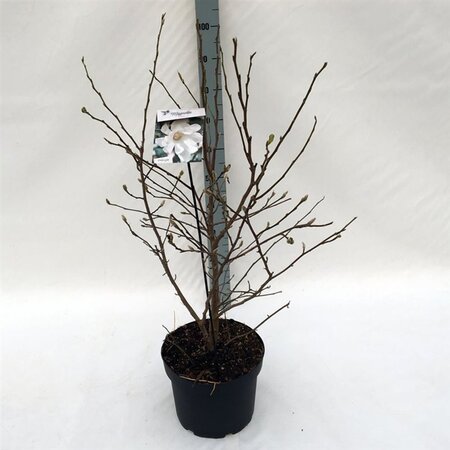 Magnolia stellata 60-80 cm cont. 10L - afbeelding 1