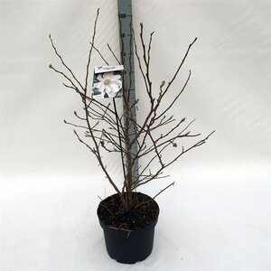 Magnolia stellata 60-80 cm cont. 10L