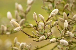 Magnolia stellata 60-80 cm met kluit - afbeelding 5