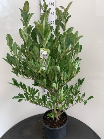 Magnolia stellata 80-100 cm cont. 15L
