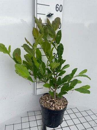 Magnolia stellata geen maat specificatie cont. 3,0L