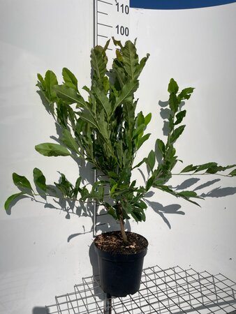 Magnolia stellata geen maat specificatie cont. 7,5L