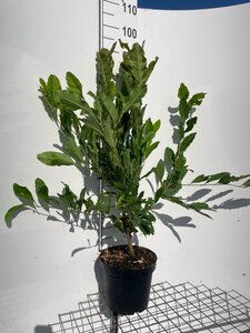 Magnolia stellata geen maat specificatie cont. 7,5L