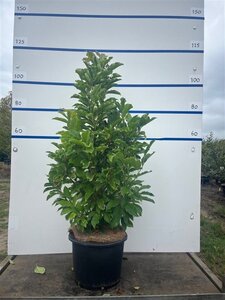 Magnolia 'Susan' 100-125 cm cont. 20L