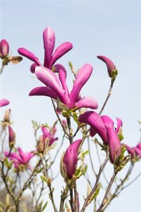 Magnolia 'Susan' 200-250 cm met kluit - afbeelding 2