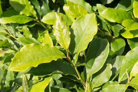 Magnolia 'Susan' 200-250 cm met kluit - afbeelding 4