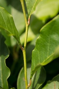 Magnolia 'Susan' 200-250 cm met kluit - afbeelding 6