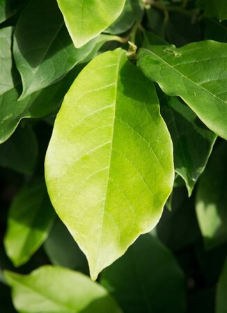 Magnolia 'Susan' 50-60 cm container - afbeelding 1