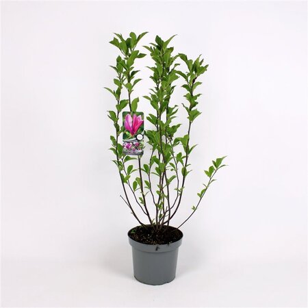 Magnolia 'Susan' 80-100 cm cont. 5,0L