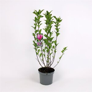 Magnolia 'Susan' 80-100 cm cont. 5,0L