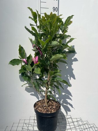 Magnolia 'Susan' 80-100 cm cont. 7,5L - afbeelding 1