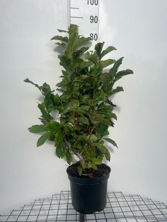 Magnolia 'Susan' 80-100 cm cont. 7,5L - afbeelding 3