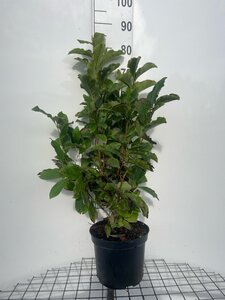 Magnolia 'Susan' 80-100 cm cont. 7,5L - afbeelding 3