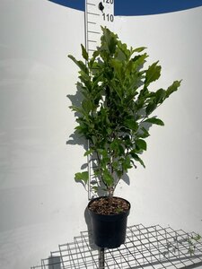 Magnolia 'Susan' geen maat specificatie cont. 7,5L
