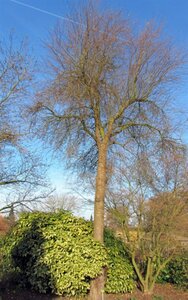 Malus sylvestris 2jr. A kwal. wortelgoed struik - afbeelding 1