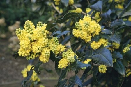 Mahonia wagneri 'Pinnacle' 50-60 cm met kluit - afbeelding 3
