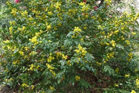 Mahonia wagneri 'Pinnacle' 80-100 cm met kluit - afbeelding 2