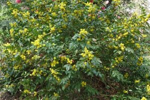 Mahonia wagneri 'Pinnacle' 80-100 cm met kluit - afbeelding 2