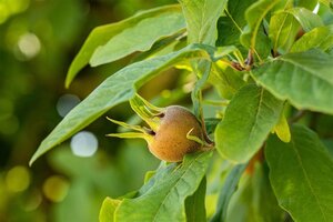 Mespilus germanica 100-125 cm cont. 18L - afbeelding 1