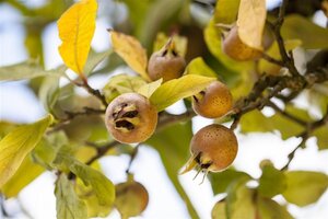 Mespilus germanica 6-8 Halfstam BAG