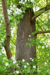 Metasequoia glyptostroboides 60-80 cm cont. 5,0L - afbeelding 4
