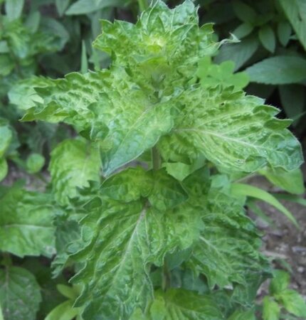 Mentha spicata 'Crispa' geen maat specificatie 0,55L/P9cm - afbeelding 1