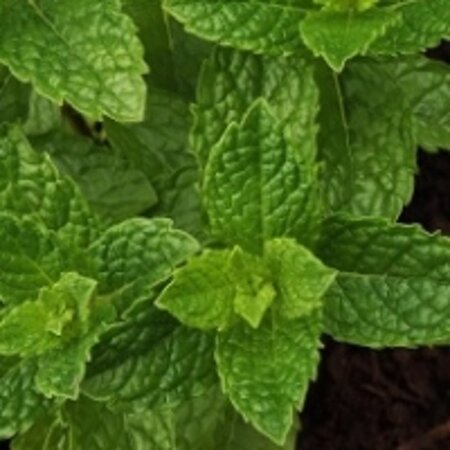 Mentha spicata 'Moroccan' geen maat specificatie 0,55L/P9cm - afbeelding 5