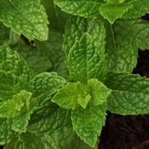 Mentha spicata 'Moroccan' geen maat specificatie 0,55L/P9cm - afbeelding 5