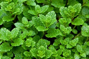 Mentha spicata 'Moroccan' geen maat specificatie 0,55L/P9cm - afbeelding 6