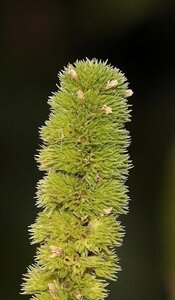 Mentha spicata 'Moroccan' geen maat specificatie 0,55L/P9cm - afbeelding 4