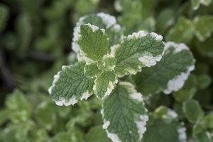 Mentha suaveolens = rotundifolia geen maat specificatie 0,55L/P9cm - afbeelding 2