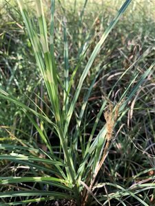 Miscanthus sin. 'Strictus' geen maat specificatie 0,55L/P9cm