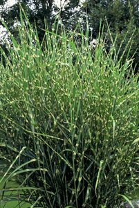 Miscanthus sin. 'Strictus' geen maat specificatie 0,55L/P9cm - afbeelding 5