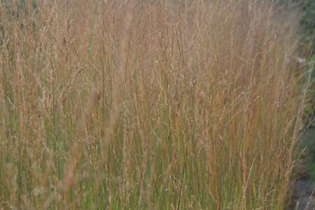 Molinia arund. 'Cordoba' geen maat specificatie 0,55L/P9cm