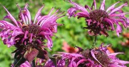 Monarda 'Aquarius' geen maat specificatie 0,55L/P9cm - afbeelding 2