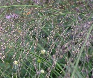 Molinia arundinacea geen maat specificatie 0,55L/P9cm - afbeelding 2