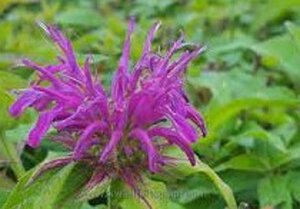 Monarda Balmy Lilac geen maat specificatie 0,55L/P9cm - afbeelding 2