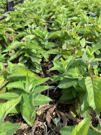 Monarda Balmy Lilac geen maat specificatie 0,55L/P9cm - afbeelding 1