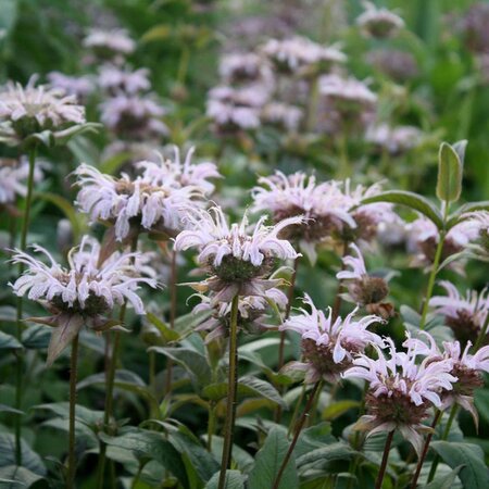 Monarda bradburiana geen maat specificatie 0,55L/P9cm - afbeelding 2