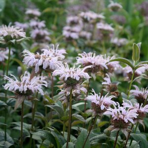 Monarda bradburiana geen maat specificatie 0,55L/P9cm - afbeelding 2