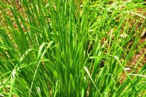 Molinia caerulea geen maat specificatie 0,55L/P9cm