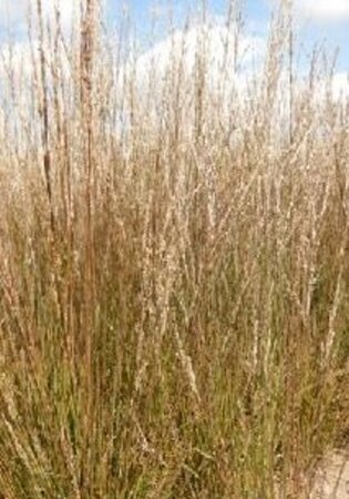 Molinia caerulea 'Moorflamme' geen maat specificatie 0,55L/P9cm - afbeelding 3