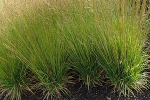 Molinia caerulea 'Moorflamme' geen maat specificatie 0,55L/P9cm