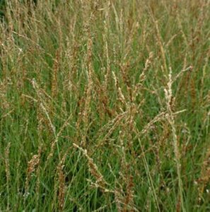 Molinia caerulea 'Poul Petersen' geen maat specificatie 0,55L/P9cm