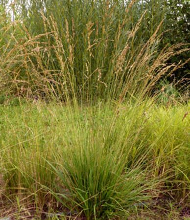 Molinia caerulea 'Poul Petersen' geen maat specificatie 0,55L/P9cm - afbeelding 2