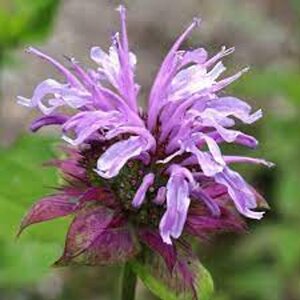 Monarda 'Elsie's Lavender' geen maat specificatie 0,55L/P9cm - afbeelding 1