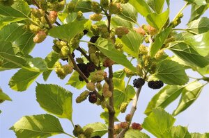 Morus nigra 10-12 Hoogstam draadkluit 3 X verplant
