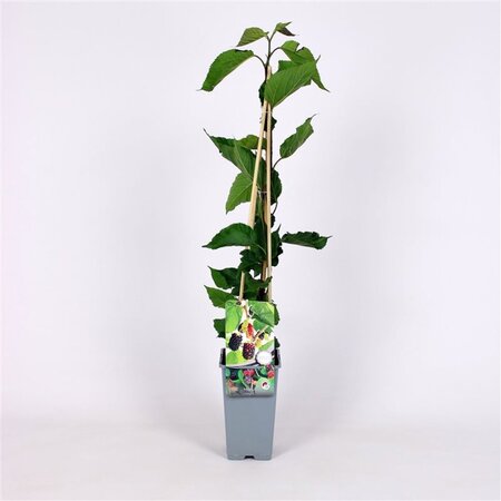 Morus nigra 70 cm vierkant 2L - afbeelding 2