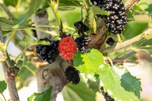 Morus rotundiloba Mojo Berry 40-50 cm cont. 3,5L