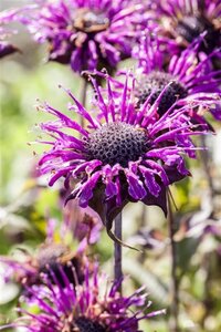 Monarda 'Scorpion' geen maat specificatie 0,55L/P9cm